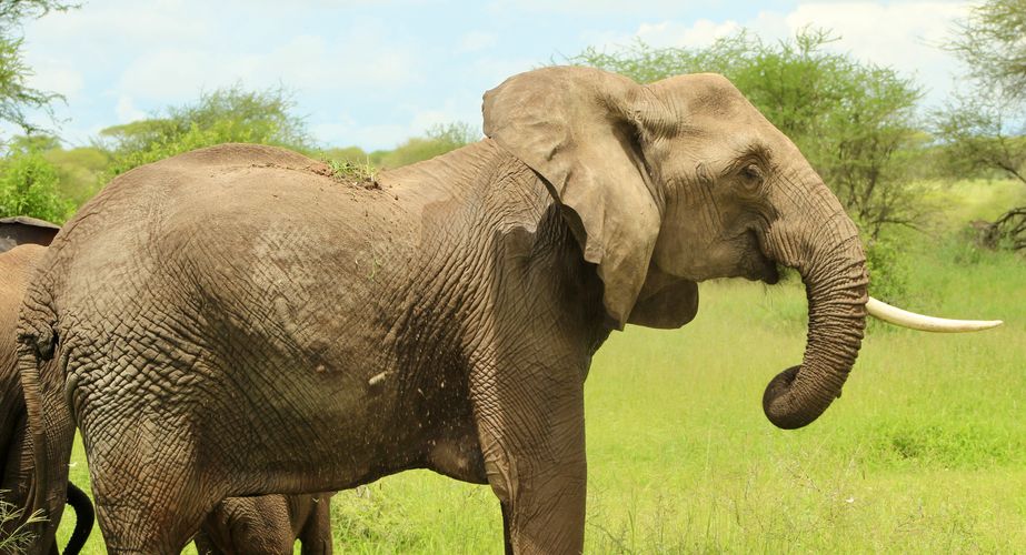 Jongerenreizen Tanzania olifanten